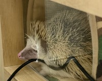 寝相がユニークだという桃茶丸くん。穴から顔が出ている日も／もぐもぐ風林火山さん（@toxinum）提供