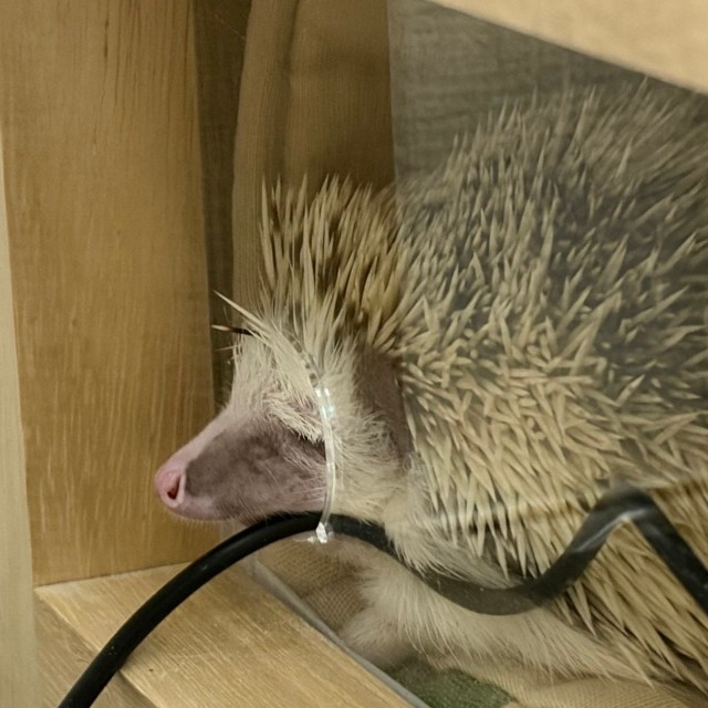 寝相がユニークだという桃茶丸くん。穴から顔が出ている日も／もぐもぐ風林火山さん（@toxinum）提供