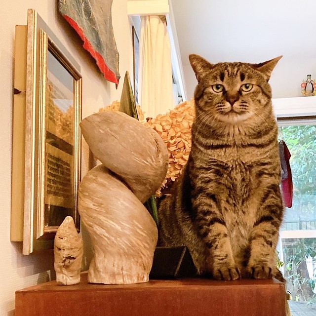 ８kgのガッチリボディ。可愛いだけじゃなく貫禄もある