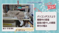 【はぴコレ】パソコンデスクで爆睡中の愛猫・かわいい星型とハート型のキュウリ　9月29日放送