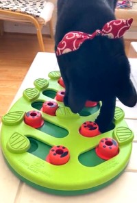 知育おもちゃをすぐマスターするあずきちゃん（画像提供：しゃも&黒猫あずきさん）