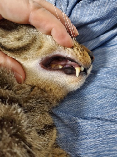 はっぴーの場合、甘えてまどろんでいる時に口回りを触ってもいやがらないので、唇を引っ張って歯茎の様子（汚れや歯石）チェックすることにしました。歯の並び方や仕組みを覚えておくのも大事ですね