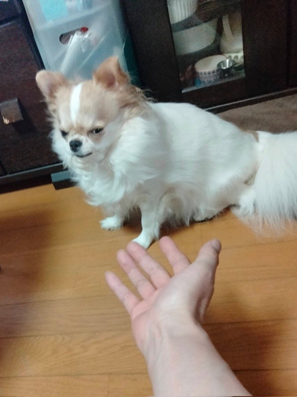 「おやつは？」ご褒美がないとお手を渋る玉緒ちゃん（画像提供：えちごやとちわわさん）