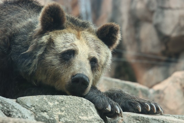 エゾヒグマ 2023.6