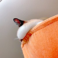 こぼれ落ちるほっぺ（提供：マミ太郎さん）