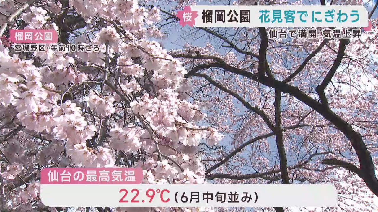 仙台で桜満開　最高気温２２．９℃　榴岡公園は多くの花見客でにぎわう