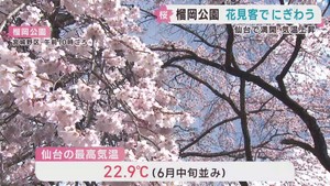 仙台で桜満開　最高気温２２．９℃　榴岡公園は多くの花見客でにぎわう