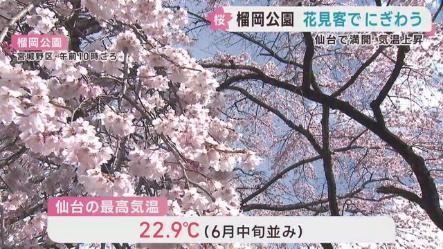 仙台で桜満開　最高気温２２．９℃　榴岡公園は多くの花見客でにぎわう