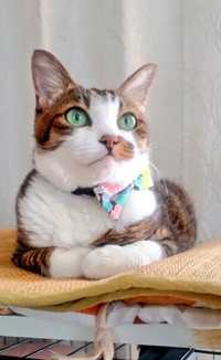 宝石のような綺麗な瞳（画像提供：suisさん）