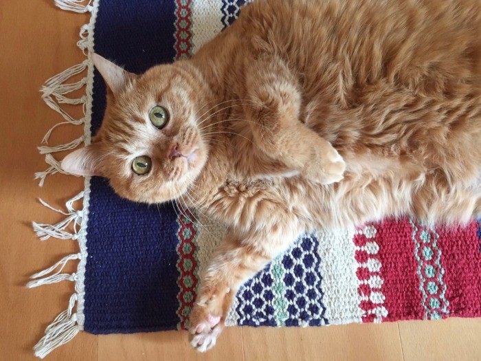 まだ元気だった太っている時の梅ちゃん