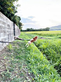 草が刈ってある畦道のスタート地点にダイブするティーくん（画像提供：柴犬ティーくん＆パパさん）