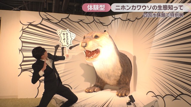 ニホンカワウソ大捜索隊司令部　四国水族館　特別展示室