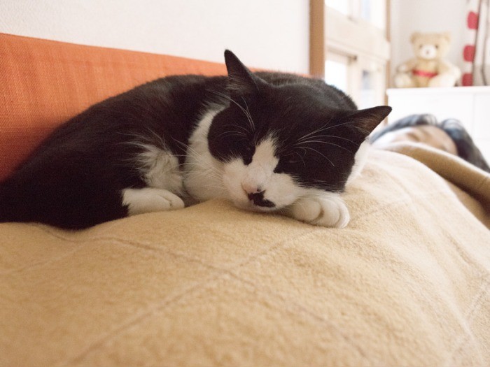 筆者のお腹の上でまったりするぽんた（小林写函撮影）