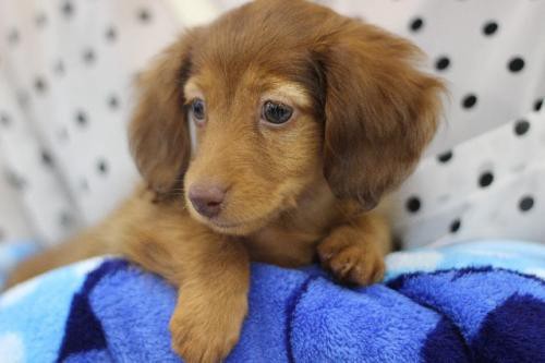 ペット保険など広がり受け、 ヤフー「ちょこっと保険」に本腰