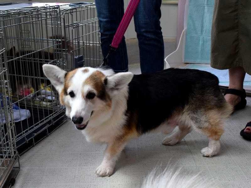 保護されているコーギー＝アニマルハートレスキューで
