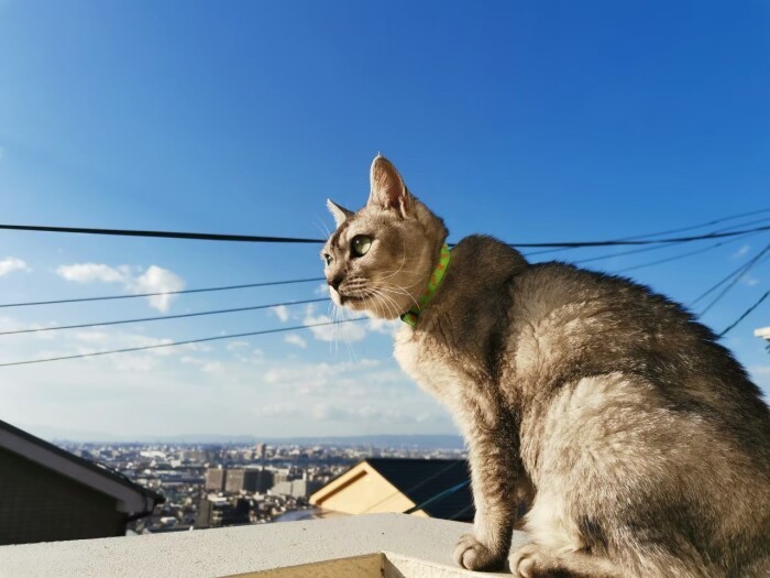 「オカン」。近所で子猫を産み育てていた野良猫だった。ある日小原家の敷地内で衰弱して倒れているところを保護。そのまま家族の一員に（小原さん提供）