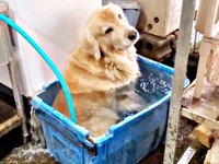 目を離した隙に…洗い物用の水をはった容器に入ったひらめくん（画像提供：ZAMUNDAさん）