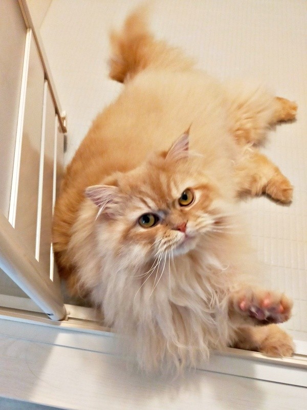 お風呂上がり、飼い主さんを待っていたみつきさん（画像提供：みつきさん）