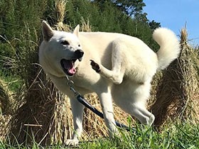 側溝を全速で走ることが大好き！　ハマグリ目の紀州犬「サクラ」