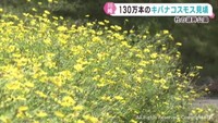 キバナコスモス　ハギ　宮城県各地で秋の花が見頃