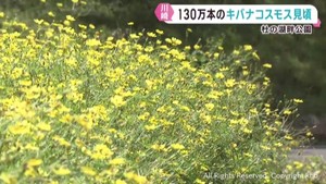 キバナコスモス　ハギ　宮城県各地で秋の花が見頃