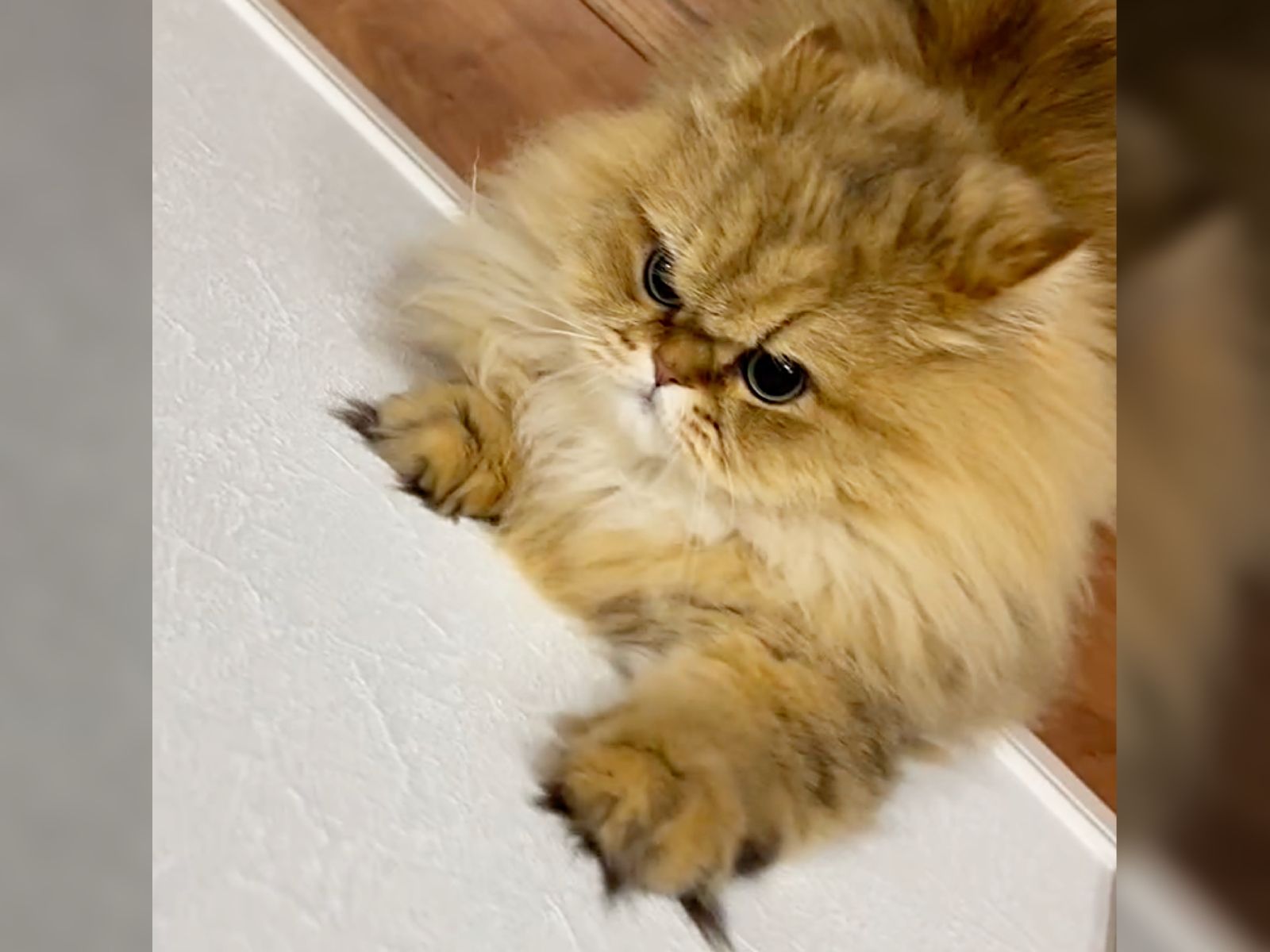 何があるの！？」いつも不機嫌そうな“もっちり猫”が壁に全力アタック