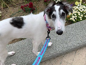 ４カ月のボルゾイ「ティア」　元気に大きくなるよ