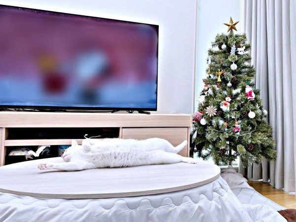 2年前もこの通り！ こたつ上でくつろぐねるくん（画像提供：くうねるさん）