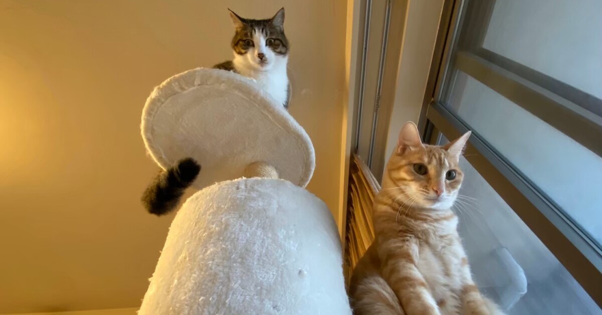 スリムでイケメンな ジャッキー と 中年太りオジサン きなこ 犬 猫との幸せな暮らしのためのペット情報サイト Sippo