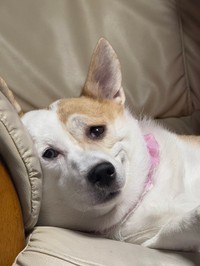 にやけ犬（提供：けんけんさん）