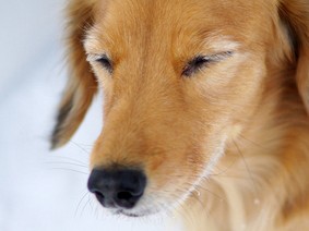 事故でペットに後遺症　慰謝料は請求できる？