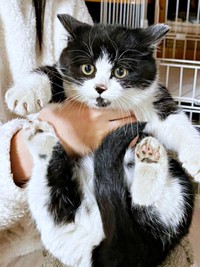 保護時、生後推定6カ月だったあんこちゃん（画像提供：しじみとんさん）