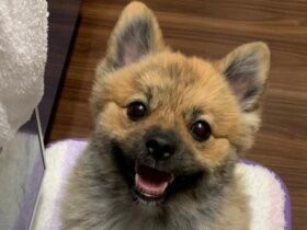 お母さん早く遊ぼうよ　満面の笑みで待つポメラニアン「こうや」