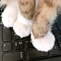 名前の通り、白い靴下を履いているような毛柄がかわいいソックスくん（画像提供：ソックスとビスケットさん）