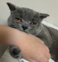 寝るか噛むかどっちかにしなさい（提供：スーパープリティキャットさん）