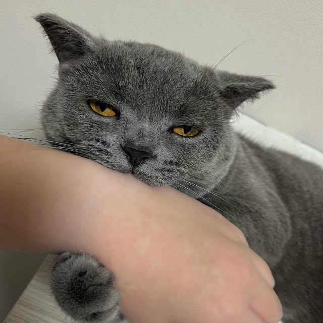 寝るか噛むかどっちかにしなさい（提供：スーパープリティキャットさん）