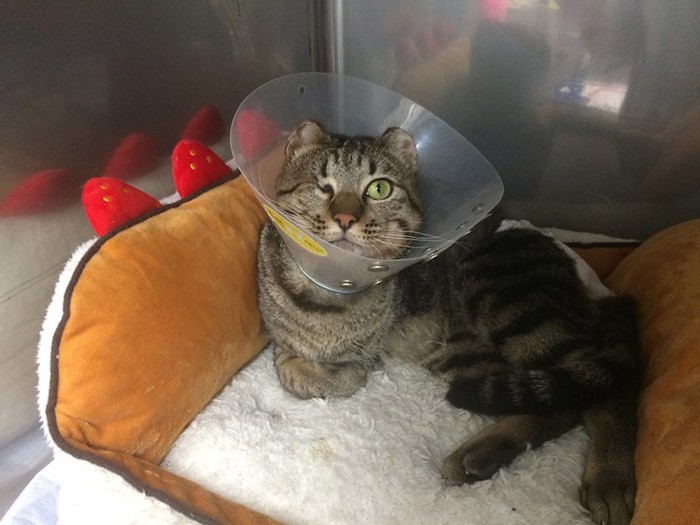 事故で収容された猫