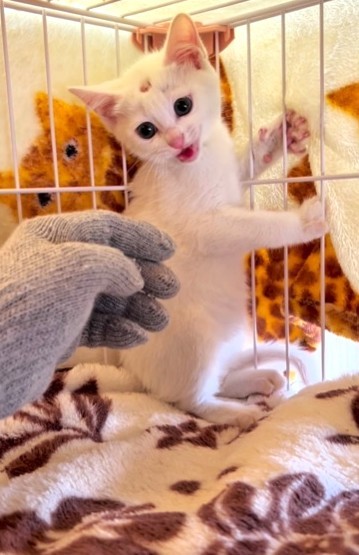 三吉さんの大きな手がとっても怖かった子猫(三吉さん提供、Instagramよりキャプチャ撮影)