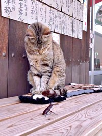クワガタVSにゃにゃこちゃん（画像提供：福直フルーツ 尾道の果物屋さん）