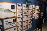 ずらりと並べた「タイのタイ」を紹介する岡さん