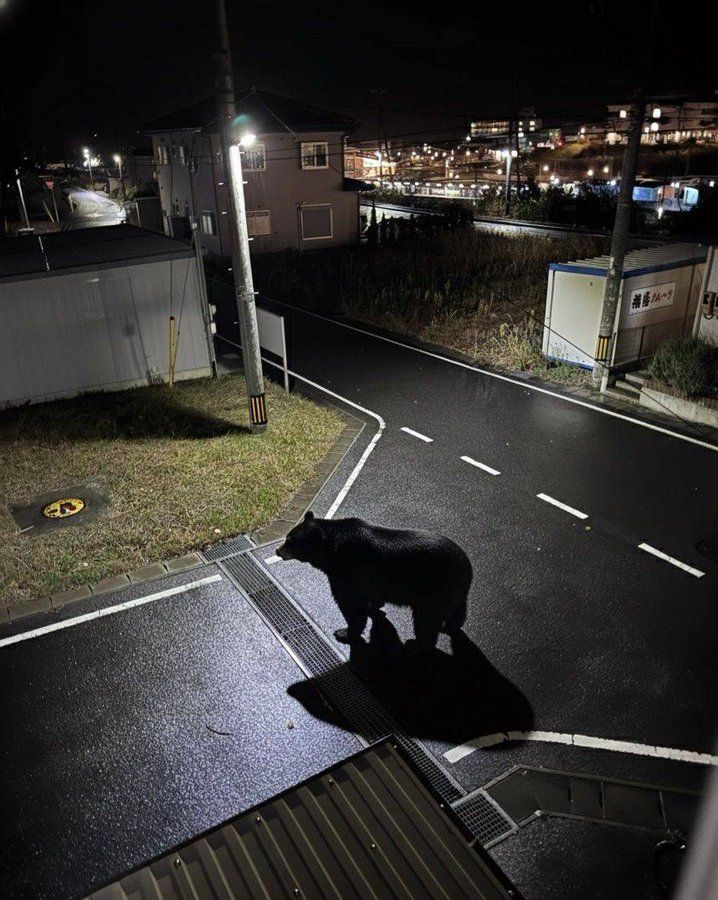 宮城・女川町で１５年ぶりにクマの目撃情報　周辺住民に注意を呼び掛け