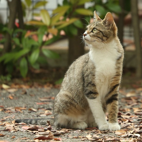 『俳句ねこ』（夏）　ホーム社提供