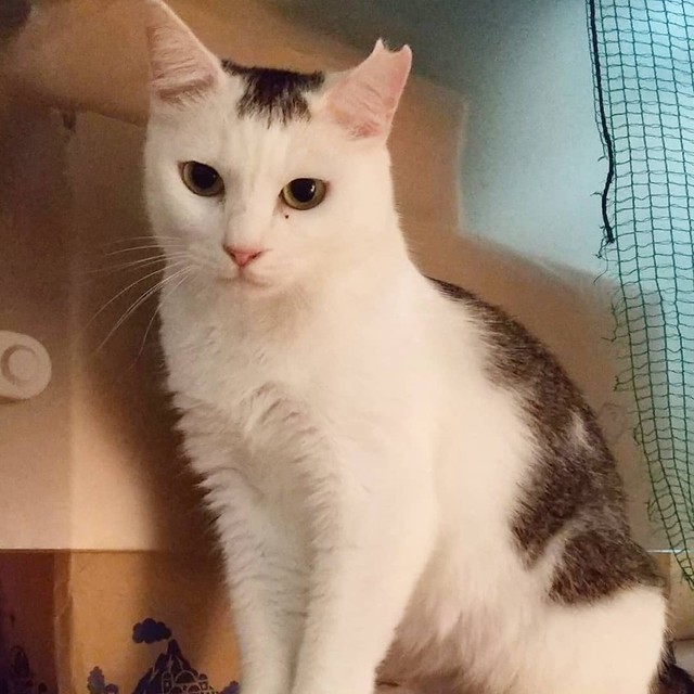 意志の強そうな眼差し、表情もまるで人間のよう