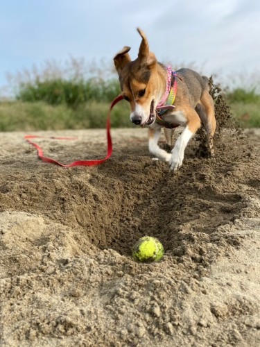 ジャーンプ（甲田さん提供）