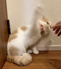 ぱぁーーーんち！（動画からキャプチャー／提供：エキゾのきなこさん。）