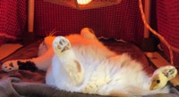 家中どこにもいないと思って心配してたらこんなところに！（「猫は液体」さん提供、Xよりキャプチャ撮影）
