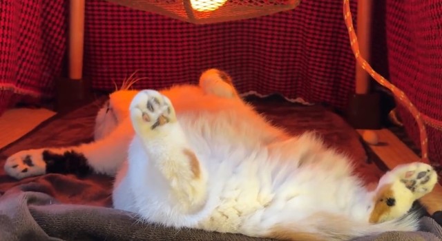家中どこにもいないと思って心配してたらこんなところに！（「猫は液体」さん提供、Xよりキャプチャ撮影）