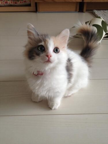 家にきたころの「ヒナ」