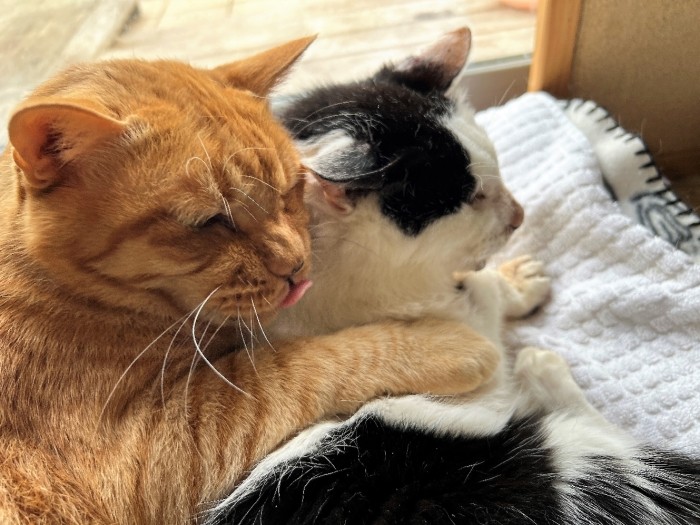 ときには甘えたい春吉（美樹さん提供）