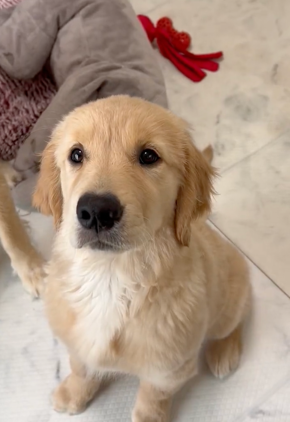 おやつを見つめる目はいつも真剣＝ぷぅ・つゆ・お茶子さん（@pu_channeldesu）提供